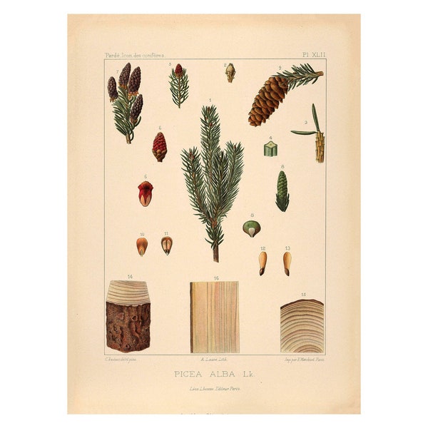 Norway or European Spruce Vintage Lithograph (c. 1912) - Giclee Fine Art Print - Framed/Unframed/Canvas