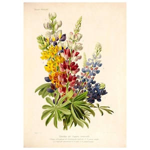 Lupine Vintage Lithograph (1832-1922) - Giclee Fine Art Print - Framed/Unframed/Canvas
