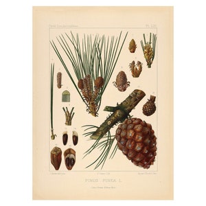 Puede incluir: Una ilustración botánica de un pino, Pinus Pinea L., con dibujos detallados de las hojas, los conos y las semillas. La ilustración está etiquetada con números y nombres científicos.