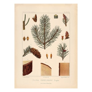 Silver Spruce Vintage Lithograph (c. 1912) - Giclee Fine Art Print - Framed/Unframed/Canvas