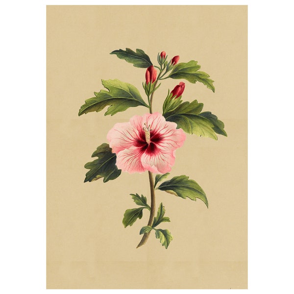 Hibiscus Syriacus or Rose of Sharon Vintage Lithograph (c. 1911) - Giclee Fine Art Print - Framed/Unframed/Canvas