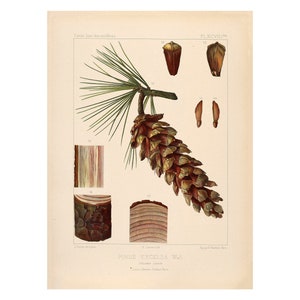 Bhutan Pine or Himalayan White Pine Vintage Lithograph (c. 1912) - Giclee Fine Art Print - Framed/Unframed/Canvas