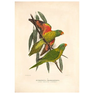 Scaly-Breasted Parrot Vintage Illustration - Fine Art Print - Framed / Unframed / Canvas