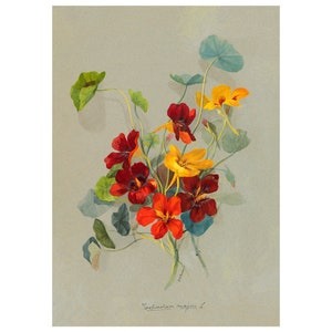 Nasturtium Vintage Lithograph (c. 1911) - Giclee Fine Art Print - Framed/Unframed/Canvas