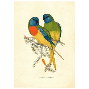 Scarlet-Chested Vintage Illustration - Giclee Fine Art Print - Framed / Unframed / Canvas