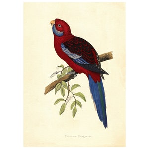 Crimson Rosella Parrot Vintage Illustration - Giclee Fine Art Print - Framed / Unframed / Canvas