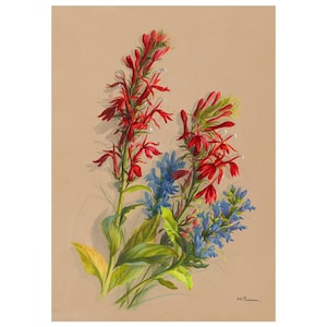 Lithographie vintage fleur cardinalice et grande lobélie bleue (vers 1911) - Impression giclée d&#39;art - encadré/sans cadre/toile