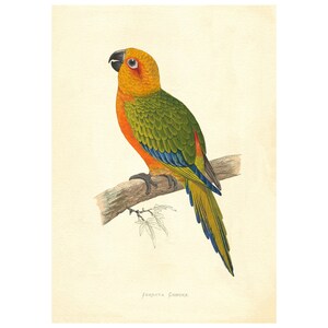 Kenya Parrot Vintage Illustration - Giclee Fine Art Print - Framed / Unframed / Canvas