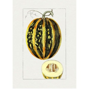 Pumpkin Squash Vegetable Kitchen Giclee Fine Art Print - Framed / Unframed / Canvas