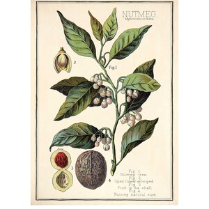 Nutmeg Lithograph - Giclee Fine Art Print - Framed / Unframed / Canvas