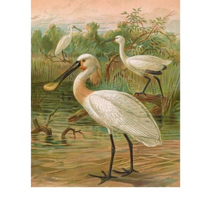 Spoonbill - Giclee Fine Art Print - Framed / Unframed / Canvas