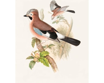 Eurasian Jay Giclee Fine Art Print / Canvas