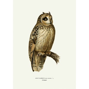 Short-Eared Owl Vintage Illustration Giclee Fine Art Print Framed / Unframed / Canvas
