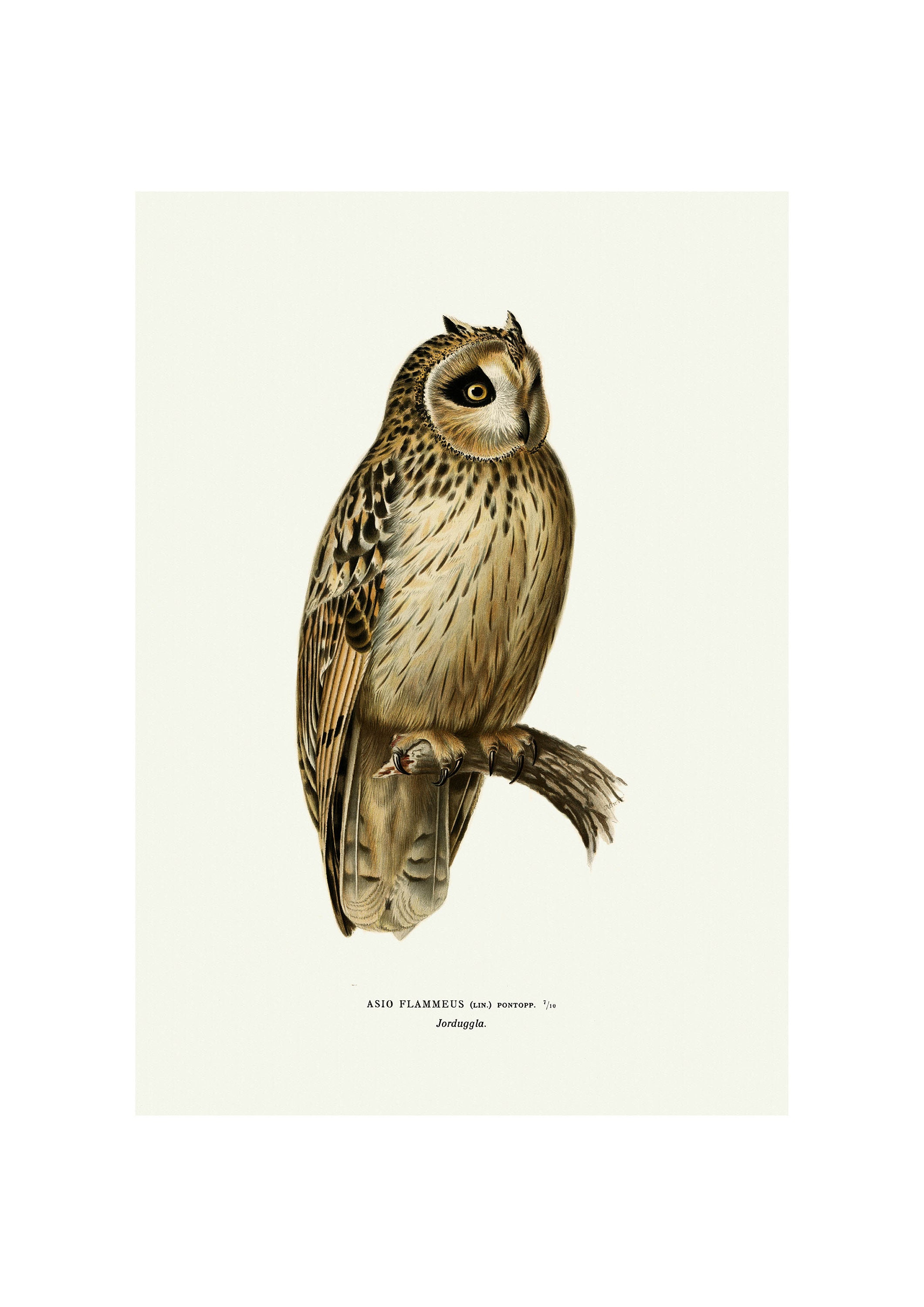 Short-Eared Owl Giclee Fine Art Print Vintage Illustration Framed / Unframed / Canvas