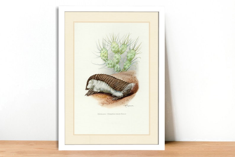 Fine Art Print A4A3 FramedUnframed Pink Fairy Armadillo Vintage Lithograph