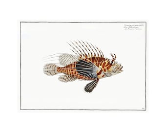 Spotfin Lionfish Antique Illustration (1785–1797) - Giclee Fine Art Print - Framed / Unframed / Canvas