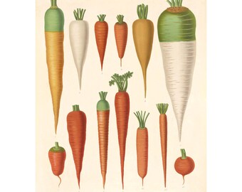 Carrot Varieties Antique Illustration - Giclee Fine Art Print - Framed / Unframed / Canvas