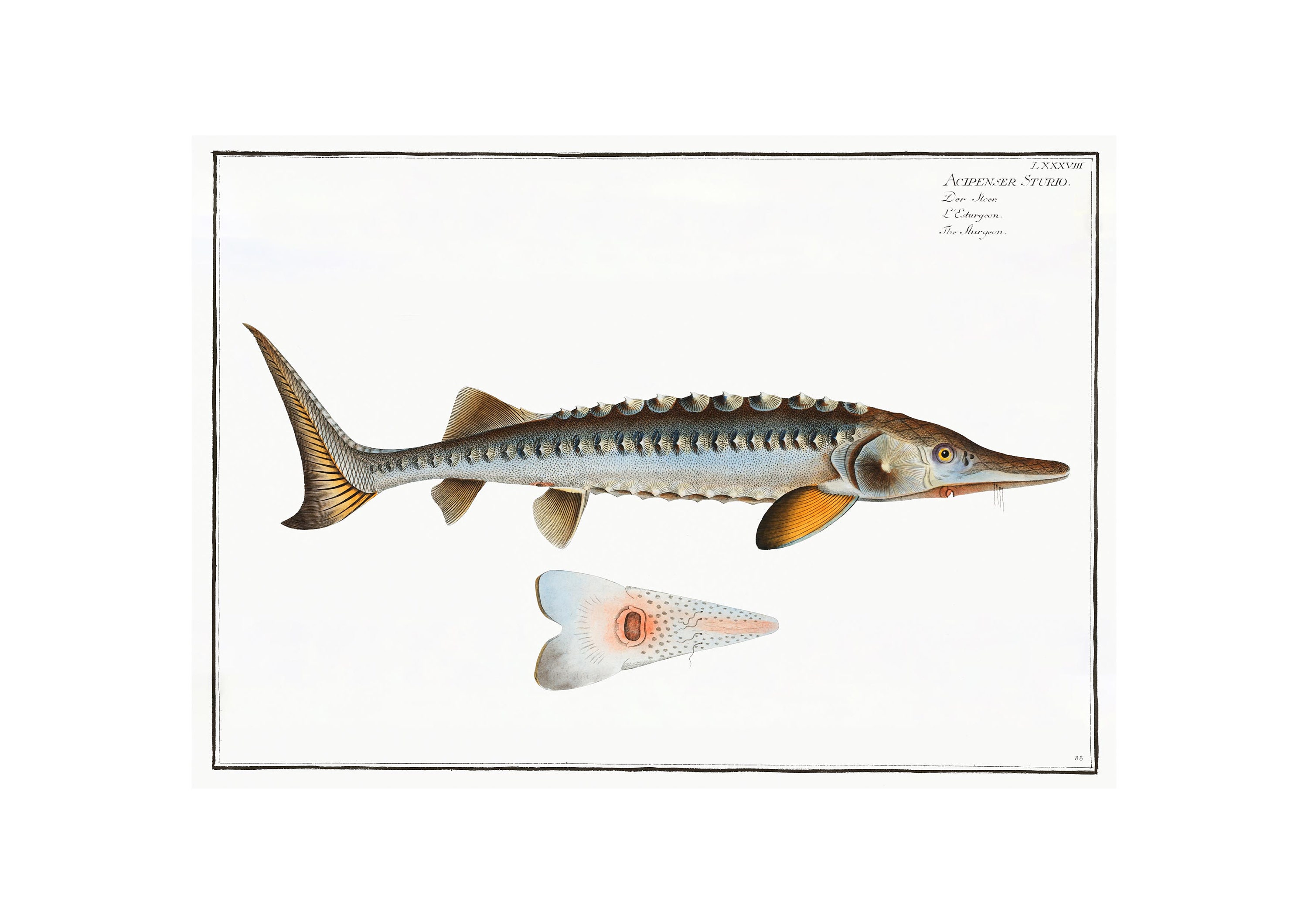 Sturgeon Antique Illustration (1785–1797) - Giclee Fine Art Print - Framed / Unframed / Canvas