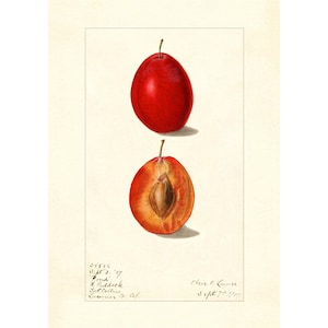 Plums Plum Varieties Vintage Lithograph 1900s Giclee Fine Art Print - Framed / Unframed / Canvas