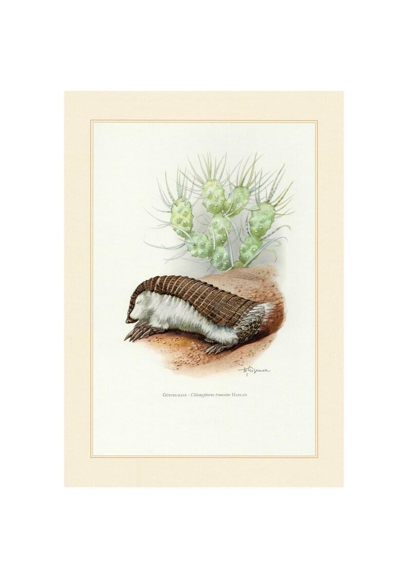 Fine Art Print A4A3 FramedUnframed Pink Fairy Armadillo Vintage Lithograph