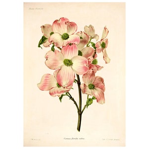 Flowering Dogwood Vintage Lithograph (1832-1922) - Giclee Fine Art Print - Framed/Unframed/Canvas