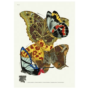 Butterflies Les Papillons Plate 15 Vintage Illustration Giclee Fine Art Print - Framed / Unframed / Canvas