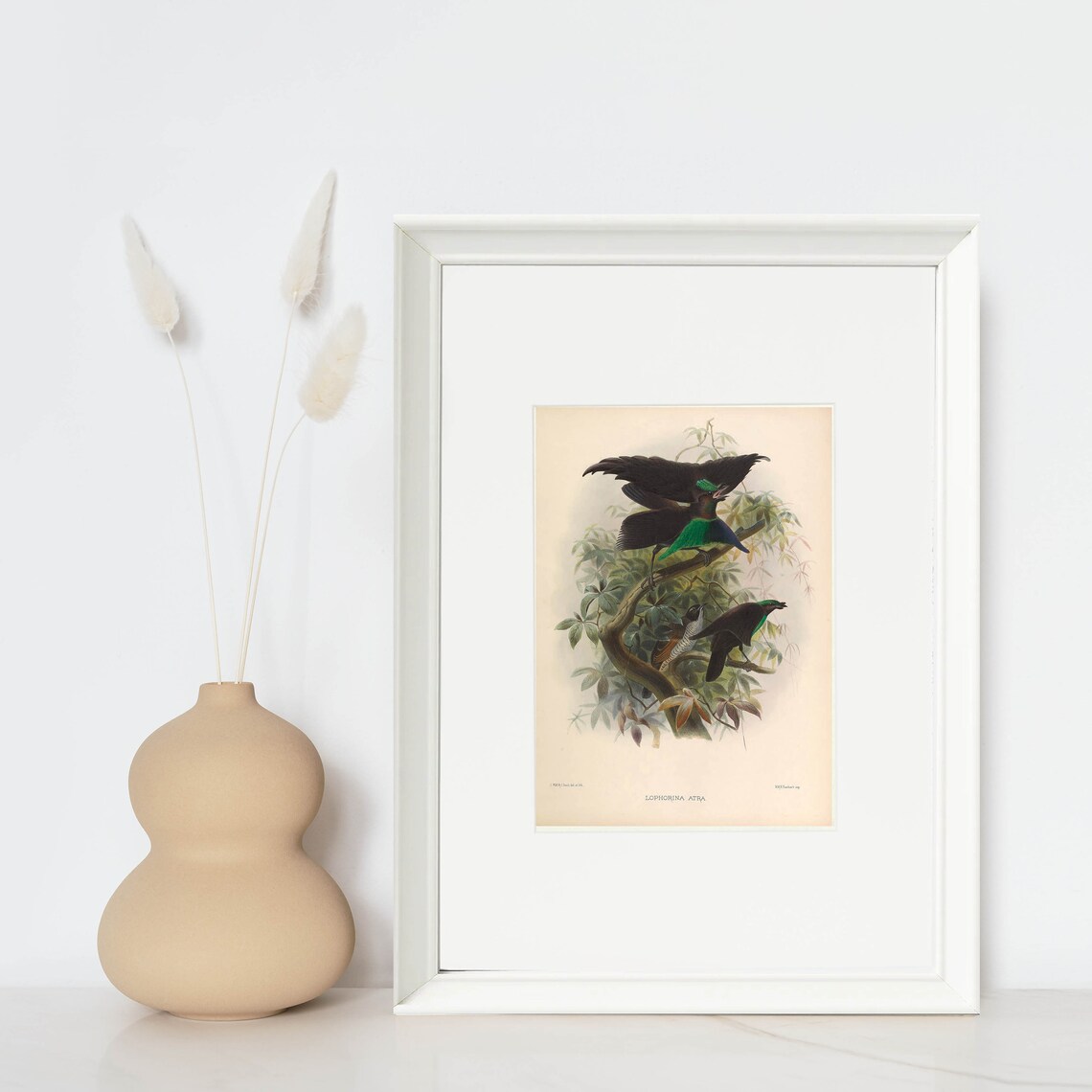 Magnificent Riflebird Drawing Magnificent Riflebird Bird-of-paradise Vintage Illustration - Giclee ...