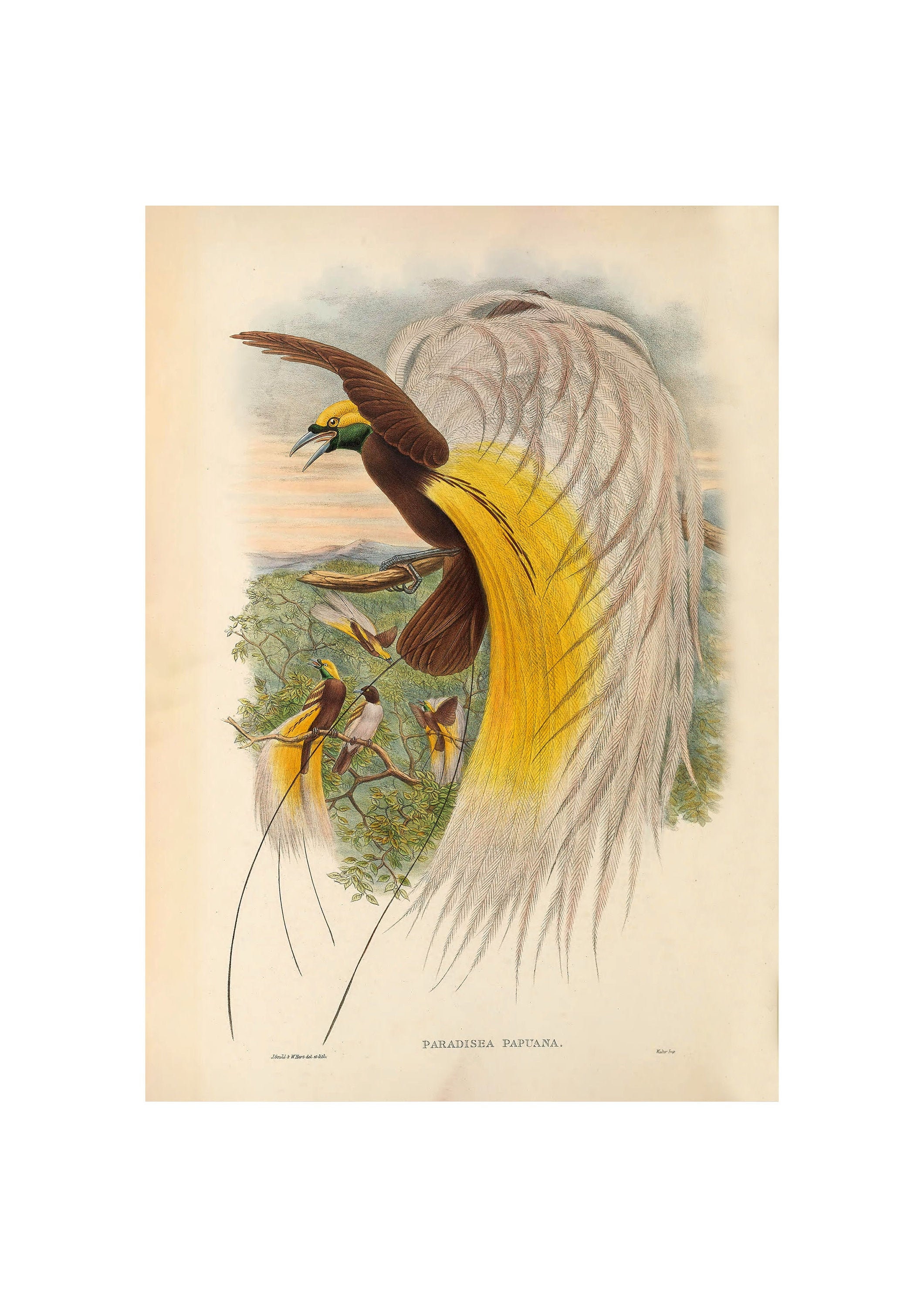 Papua Bird-of-Paradise Vintage Illustration - Giclee Fine Art Print - Framed / Unframed / Canvas