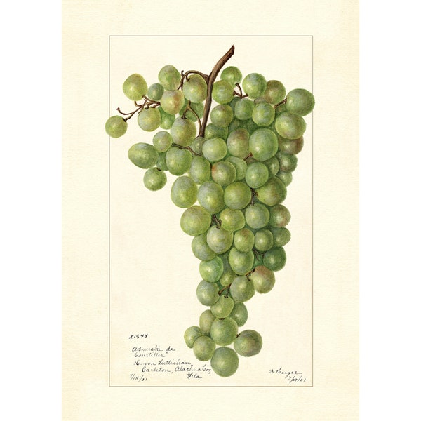 Grape Varietes Grapes Vintage Lithograph 1900s Giclee Fine Art Print - Framed / Unframed / Canvas