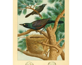 Thomas G. Gentry : "Nests and Eggs of Birds of The United States" (1882) - Purple Grackle Fine Art Print - Framed/Unframed