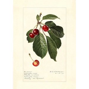 Kersen kersenrassen vintage lithografie jaren 1900 giclee fine-art print - ingelijst / ingelijst / canvas