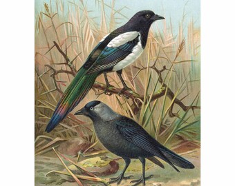 Eurasian Magpie and Jackdaw - Giclee Fine Art Print - Framed / Unframed / Canvas