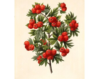Oriental Hawthorn Crataegus Orientalis Giclee Fine Art Print Antique Illustration Framed / Unframed / Canvas