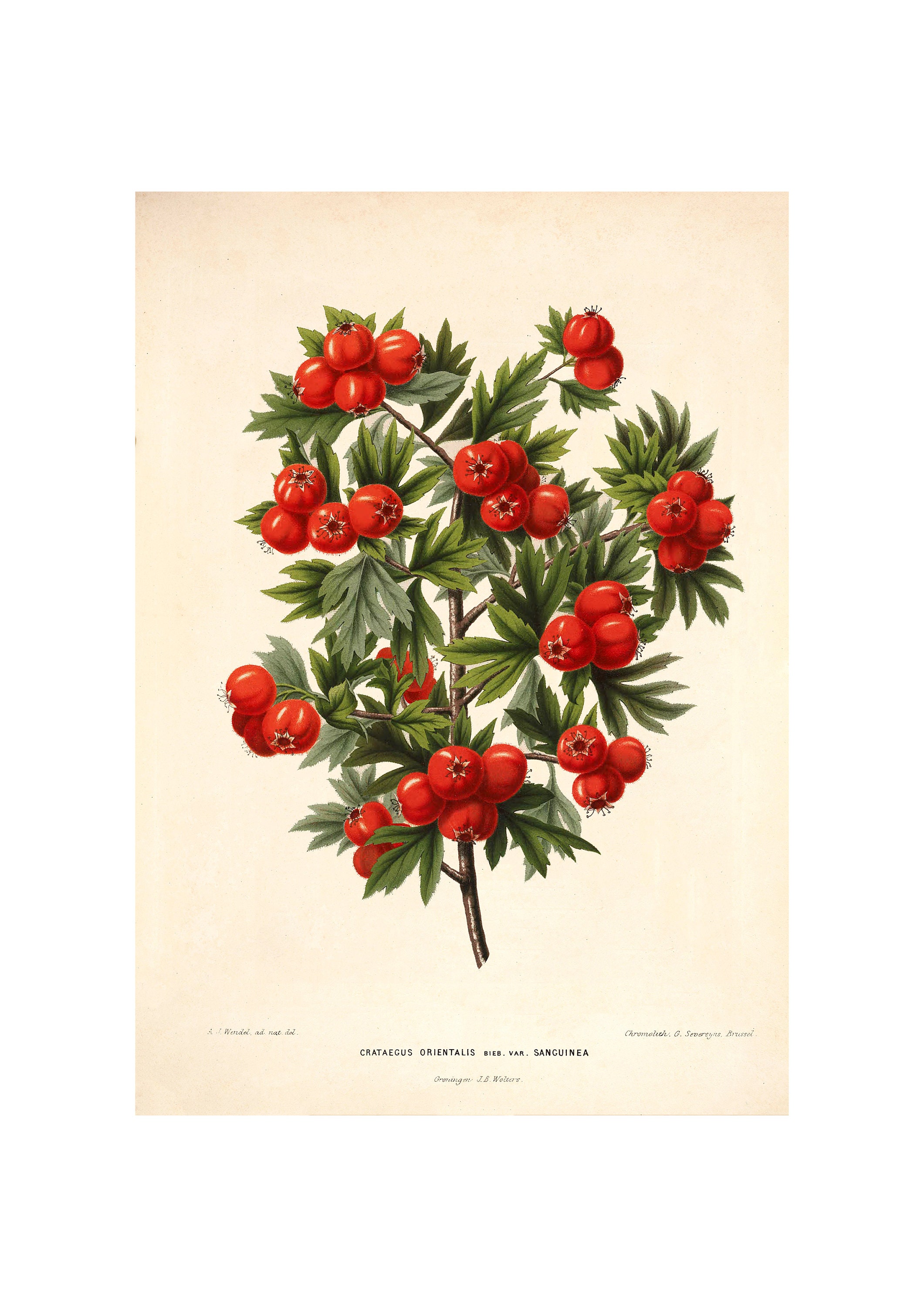 ラーソン、In the Hawthorn Hedge、希少画集画、新品額装付 il_fullxfull.4614834320_lefa.jpg