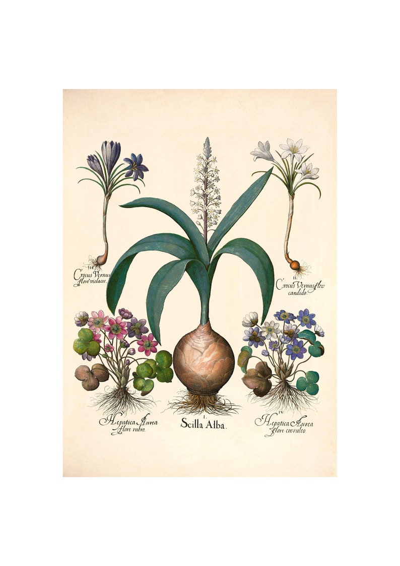 Antique Wood Squill Hepatica Giclee Print Hortus Eystettensis by Basilius Besler A4A3 FramedUnframed Spring Crocus