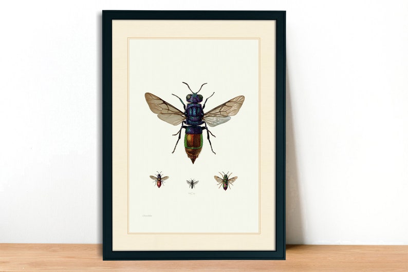 A4A3 FramedUnframed Cuckoo Wasp Vintage Lithograph Fine Art Print
