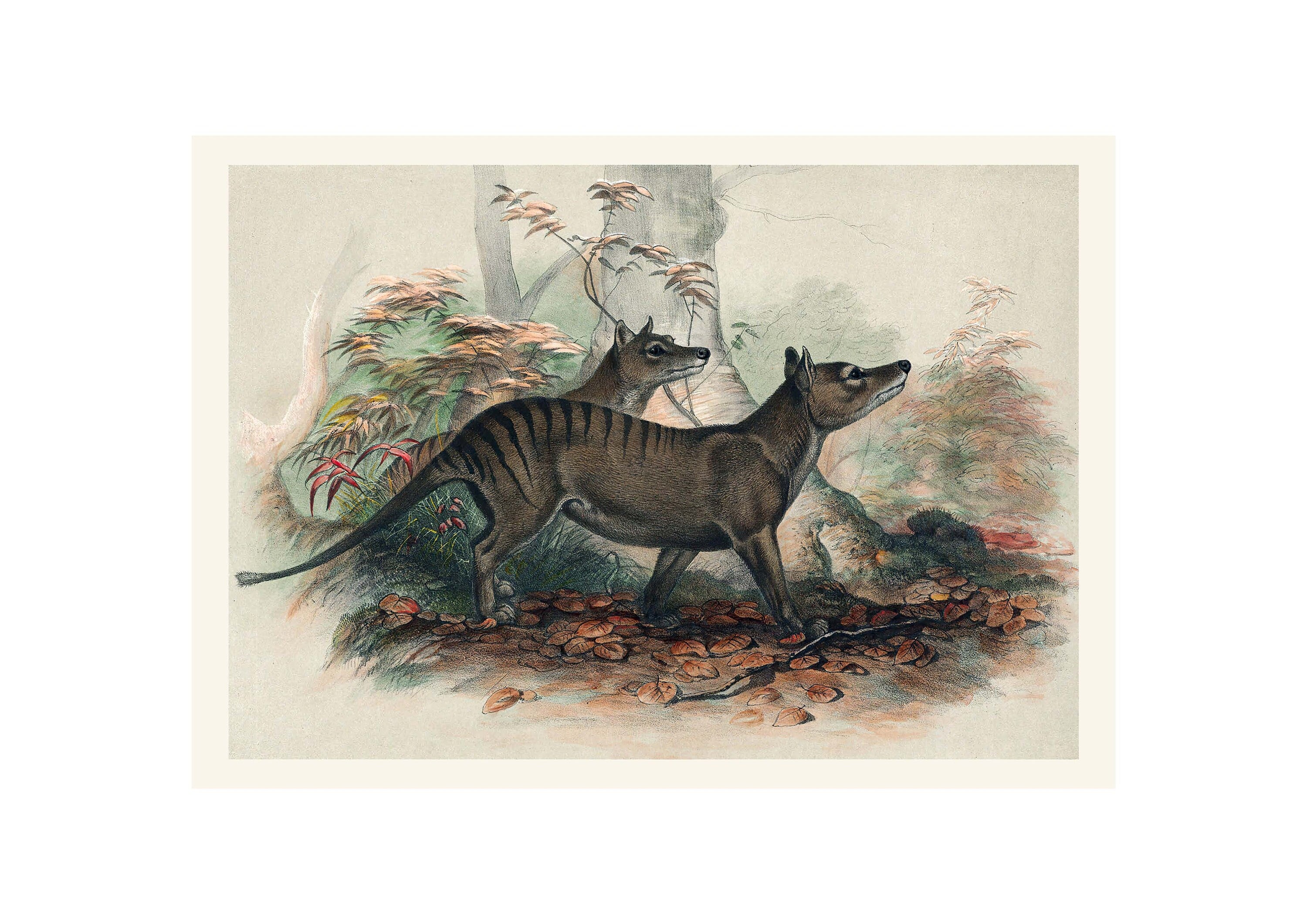 Tasmanian Wolf Illustration - Zoological Sketches - Giclee Fine Art Print - Framed / Unframed / Canvas