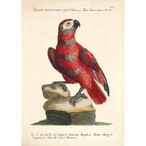 Red Factor African Grey Parrot Natural History of Birds, 1767-1776 - Giclee Fine Art Print - Framed / Unframed / Canvas
