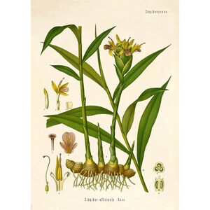Op de afbeelding: Een botanische illustratie van gember, Zingiber officinale, met een gedetailleerde weergave van de bloemen, bladeren en wortels van de plant. De illustratie is voorzien van de wetenschappelijke naam en de Nederlandse naam "Gember".