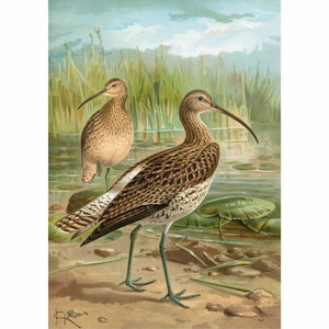 Eurasian Curlew - Giclee Fine Art Print - Framed / Unframed / Canvas