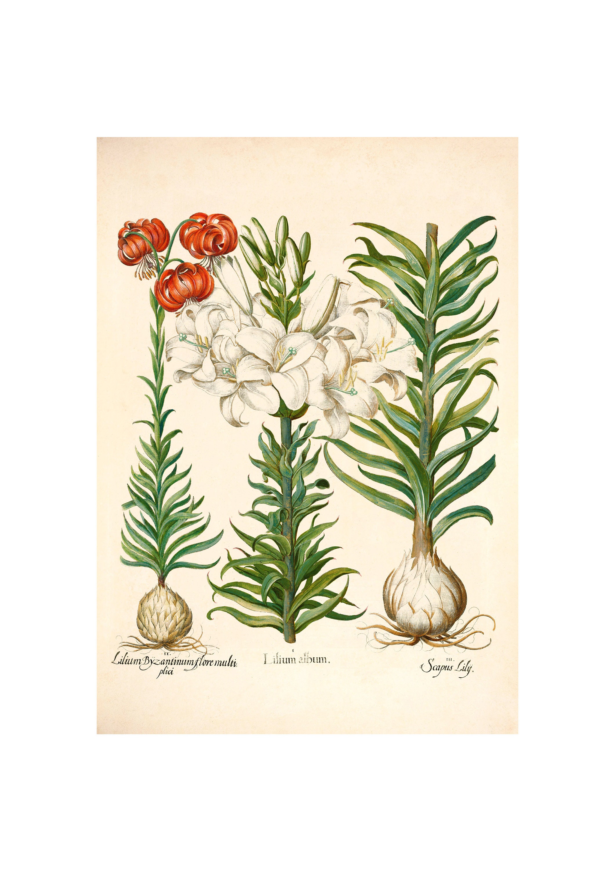Lilium Montanum & Digitalis flower リトグラフ Lilium (Oriental Grp) double Roselily Samantha