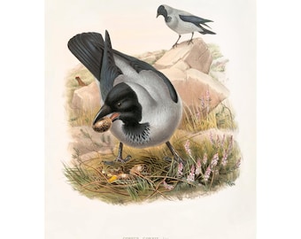 Hooded Crow Vintage Illustration Giclee Fine Art Print / Canvas