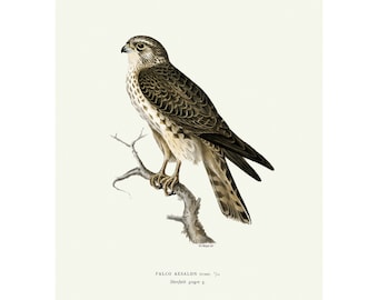 Może przedstawiać: Vintage ilustracja sokoła siedzącego na gałęzi. Ptak ma brązowo-białe upierzenie, z szczegółowym przedstawieniem piór i ostrych szponów. Grafika jest na kremowym tle, z tekstem identyfikującym ptaka jako Falco Aesalon.