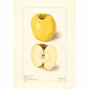Apples Yellow Newtown Apple Varieties Vintage Lithograph 1900s Giclee Fine Art Print - Framed / Unframed / Canvas