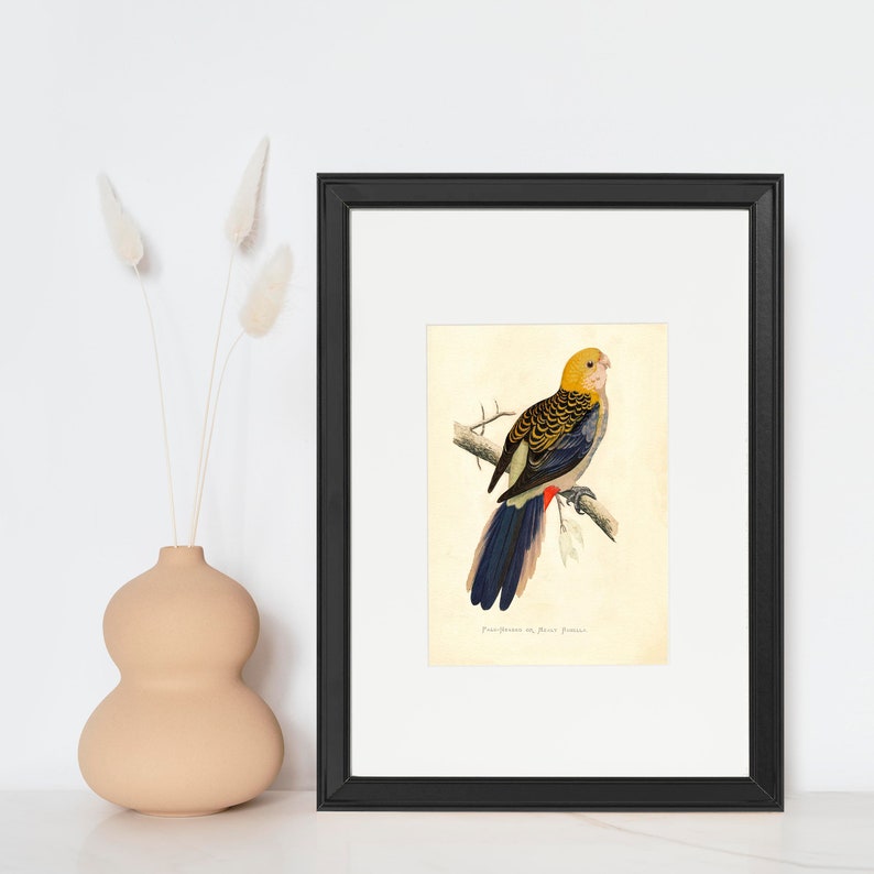 Pale-Headed Rosella Vintage Lithograph Giclee Fine Art Print Framed/Unframed/Canvas image 6