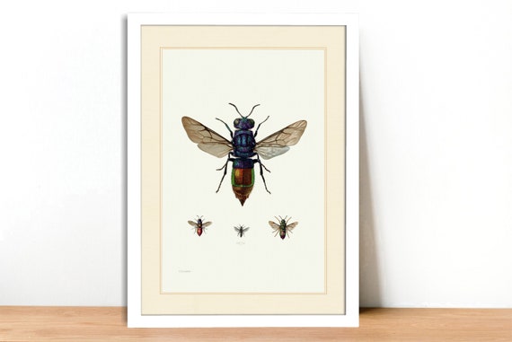 A4A3 FramedUnframed Cuckoo Wasp Vintage Lithograph Fine Art Print