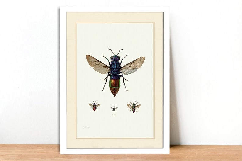 A4A3 FramedUnframed Cuckoo Wasp Vintage Lithograph Fine Art Print