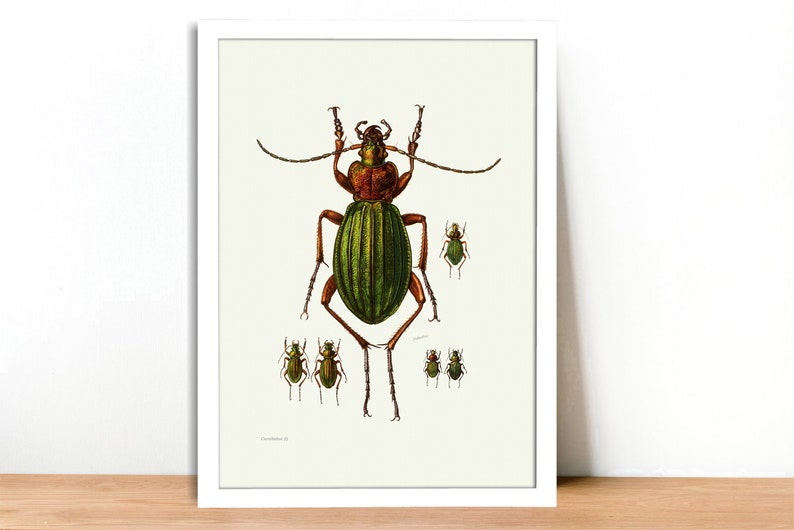 Fine Art Print A4A3 FramedUnframed Ground Beetle Vintage Lithograph