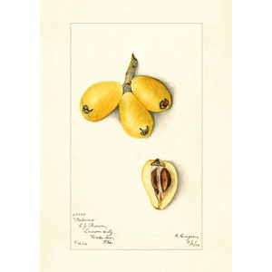 Loquats Vintage Lithograph 1900s Giclee Fine Art Print - Framed / Unframed / Canvas