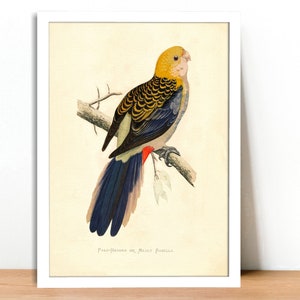 Pale-Headed Rosella Vintage Lithograph Giclee Fine Art Print Framed/Unframed/Canvas image 3